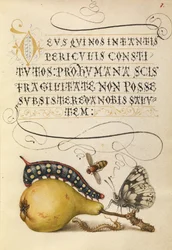 Fliege, Raupe, Birne und Tausendfüßler
